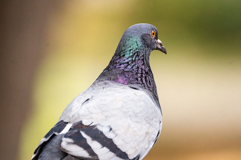 A close-up of a pigeon with iridescent green and purple neck feathers, dark gray head, bright orange eye, and light gray body with black and white wing markings, standing on a blurred natural backgrou