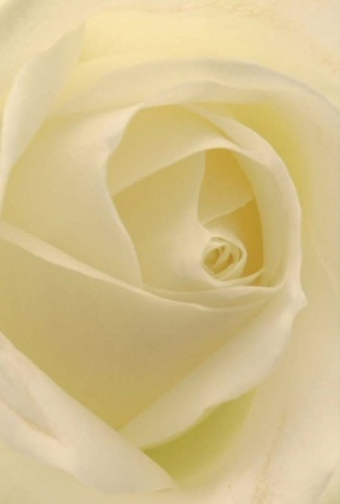 Viewed up close, this white rose reveals a tapestry of textures and shades that evoke the understated sophistication of East Sheen's renowned floral artistry. The petals curl softly towards the bloom's heart, each layer shining with creamy white and subtle blushes of faint lemon, as if reflecting the gentle daylight over Palewell Common. There's a plush, matte quality to the rose-velvet-soft trims and luminous centers-amplifying both the sense of resilience and the fleeting beauty grown in well-kept East Sheen gardens. The lighting bathes the scene in tranquility, lending the rose an almost internal glow that enhances its spiraled perfection and shaded depth. The atmosphere is meditative, ideal for moments when words are not enough-be it to honour a loved one with a sympathy bouquet, to express a quiet apology, or to offer a refined centrepiece for celebrations at a Sheen High Street café. The fragrance conjured is understated and fresh, a whisper of comfort in times of need or achievement. East Sheen Flowers brings this classic rose to life, blending experience and local heart, ensuring each delivery resonates with sincerity and care across the neighbourhood. It's a bloom that elevates the everyday and commemorates every significant milestone with grace.